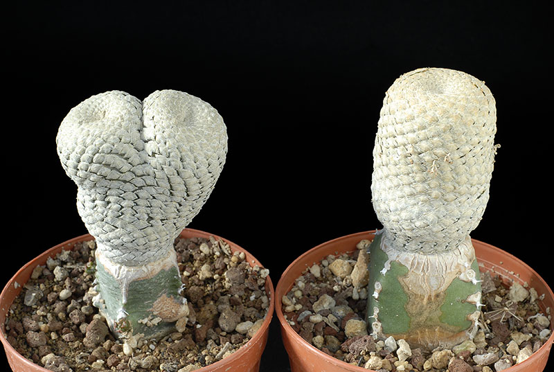 Euphorbia piscidermis Cm.7 e 5 € 36,00 cad..jpg